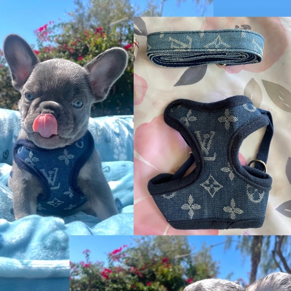 DOG HARNESS WITH MATCHING LEASH THE LV PRINT AND GUCCI PRINT IS SOLD - Picture 3 of 4
